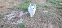 Candy , a female Pomapoo for sale in Corpus Christi, TX – 1 of 7