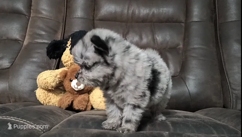 Sugar – Pomapoo puppy for sale in Corpus Christi, TX