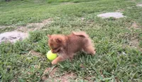 Thor, a male Pomeranian for sale in Corpus Christi, TX – Photo 3 of 9