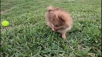Thor, a male Pomeranian for sale in Corpus Christi, TX – Photo 6 of 9