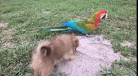 Thor, a male Pomeranian for sale in Corpus Christi, TX – Photo 9 of 9