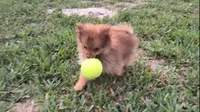 Thor, a male Pomeranian for sale in Corpus Christi, TX – Photo 2 of 9