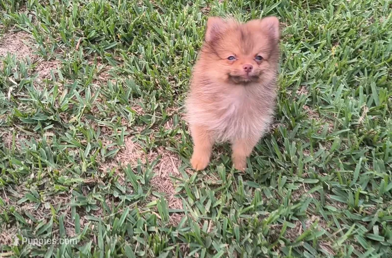 Thor – Pomeranian puppy for sale in Corpus Christi, TX