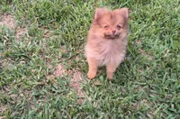 Thor, a male Pomeranian for sale in Corpus Christi, TX – Photo 1 of 9