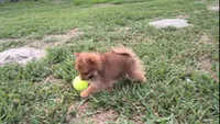 Thor, a male Pomeranian for sale in Corpus Christi, TX – Photo 5 of 9