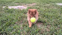 Thor, a male Pomeranian for sale in Corpus Christi, TX – Photo 7 of 9
