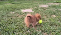 Thor, a male Pomeranian for sale in Corpus Christi, TX – Photo 4 of 9