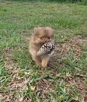 Thor, a male Pomeranian for sale in Corpus Christi, TX – Photo 8 of 9