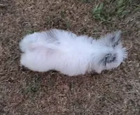 Candy , a female Pomapoo for sale in Corpus Christi, TX – 2 of 7