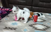 Candy , a female Pomapoo for sale in Corpus Christi, TX – 5 of 7