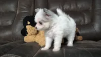 Candy , a female Pomapoo for sale in Corpus Christi, TX – 7 of 7