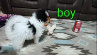 Tank, a male Pomapoo for sale in Corpus Christi, TX – 1 of 2
