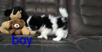 Oreo, a male Pomapoo for sale in Corpus Christi, TX – 2 of 4