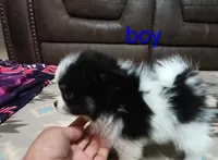 Oreo, a male Pomapoo for sale in Corpus Christi, TX – 3 of 4