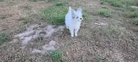 Candy , a female Pomapoo for sale in Corpus Christi, TX – 3 of 7