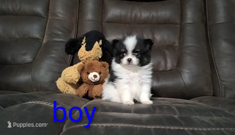Oreo – Pomapoo puppy for sale in Corpus Christi, TX