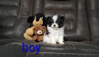 Oreo, a male Pomapoo for sale in Corpus Christi, TX – 1 of 4