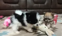 Oreo, a male Pomapoo for sale in Corpus Christi, TX – 4 of 4