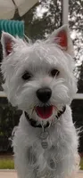 Scooby , a male West Highland White Terrier for sale in Belleview, FL – 7 of 10