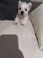 Rusty , a male West Highland White Terrier for sale in Belleview, FL – 6 of 6