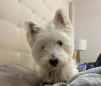 Scooby , a male West Highland White Terrier for sale in Belleview, FL – 9 of 10