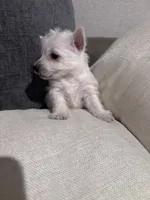 Rusty , a male West Highland White Terrier for sale in Belleview, FL – 2 of 6