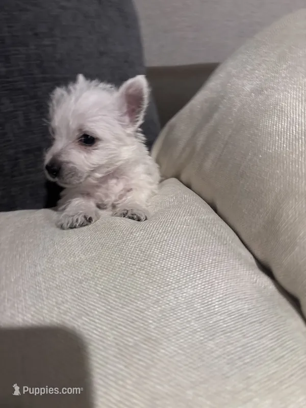 Rusty  – West Highland White Terrier puppy for sale in Belleview, FL