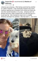Scooby , a male West Highland White Terrier for sale in Belleview, FL – 10 of 10