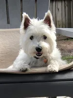 Scooby , a male West Highland White Terrier for sale in Belleview, FL – 5 of 10