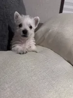 Rusty , a male West Highland White Terrier for sale in Belleview, FL – 4 of 6