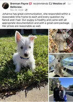 Scooby , a male West Highland White Terrier for sale in Belleview, FL – 8 of 10