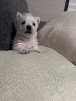 Rusty , a male West Highland White Terrier for sale in Belleview, FL – 3 of 6