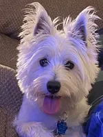 Scooby , a male West Highland White Terrier for sale in Belleview, FL – 6 of 10