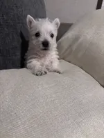 Rusty , a male West Highland White Terrier for sale in Belleview, FL – 5 of 6