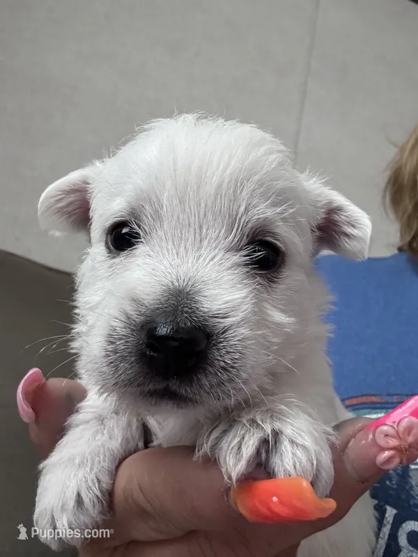 Scooby  – West Highland White Terrier puppy for sale in Belleview, FL