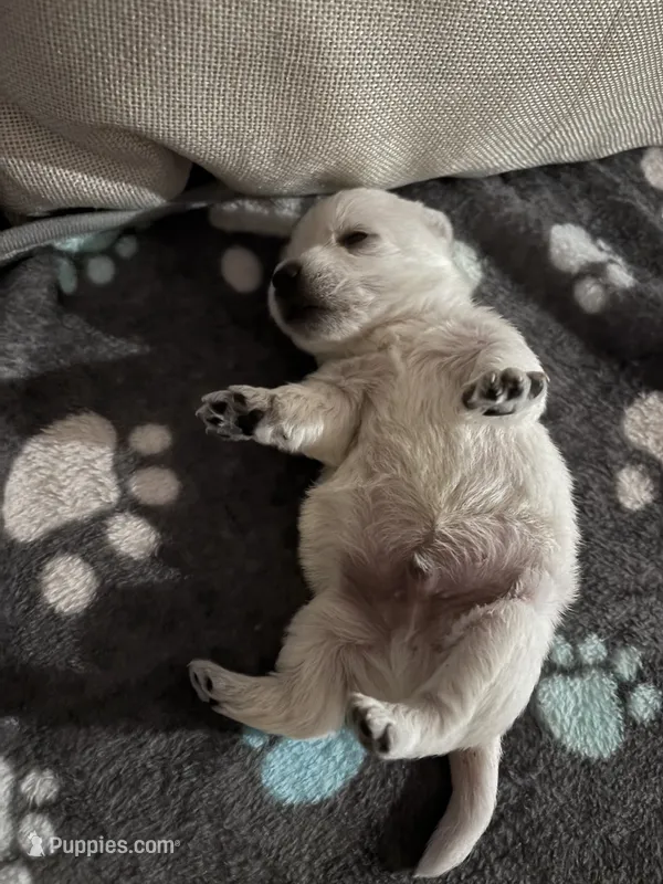 Scooby  – West Highland White Terrier puppy for sale in Belleview, FL