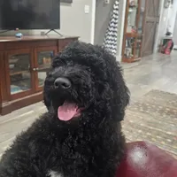 Your choice, a male Goldendoodle for sale in Cartersville, GA – Photo 2 of 3