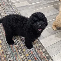 Your choice, a male Goldendoodle for sale in Cartersville, GA – Photo 3 of 3