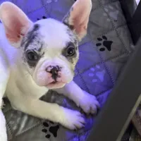 Rocky, a male French Bulldog for sale in Simpsonville, SC – Photo 2 of 10