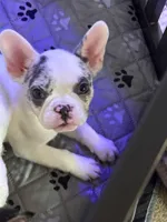 Rocky, a male French Bulldog for sale in Simpsonville, SC – Photo 2 of 10