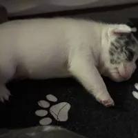 Rocky, a male French Bulldog for sale in Simpsonville, SC – Photo 7 of 10