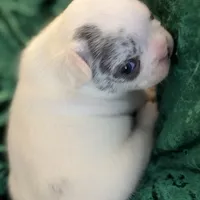 Rocky, a male French Bulldog for sale in Simpsonville, SC – Photo 5 of 10