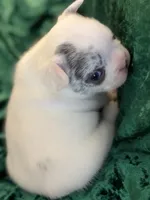 Rocky, a male French Bulldog for sale in Simpsonville, SC – Photo 5 of 10