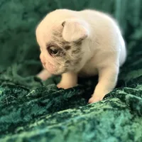 Rocky, a male French Bulldog for sale in Simpsonville, SC – Photo 8 of 10