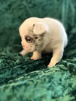 Rocky, a male French Bulldog for sale in Simpsonville, SC – Photo 8 of 10