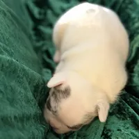 Rocky, a male French Bulldog for sale in Simpsonville, SC – Photo 4 of 10