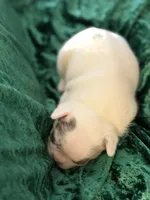 Rocky, a male French Bulldog for sale in Simpsonville, SC – Photo 4 of 10