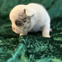 Rocky, a male French Bulldog for sale in Simpsonville, SC – Photo 6 of 10