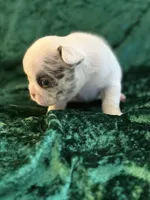 Rocky, a male French Bulldog for sale in Simpsonville, SC – Photo 6 of 10