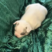 Rocky, a male French Bulldog for sale in Simpsonville, SC – Photo 10 of 10